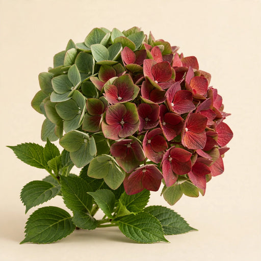 Hydrangea Classic Royal Palace Green/red 60CM 16CM - Bicolor Red/Green - 30 Stems