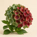 Hydrangea Classic Royal Palace Green/red 60CM 16CM - Bicolor Red/Green - 30 Stems
