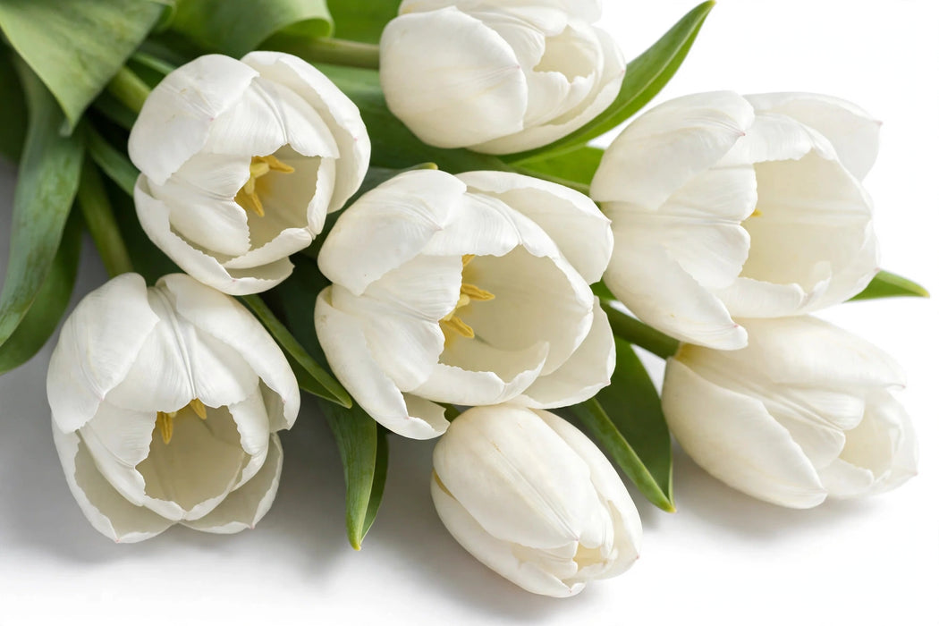 Tulip Collective - Royal Virgin Ex - White - 150 Stems
