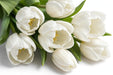 Tulip Collective - Royal Virgin Ex - White - 150 Stems