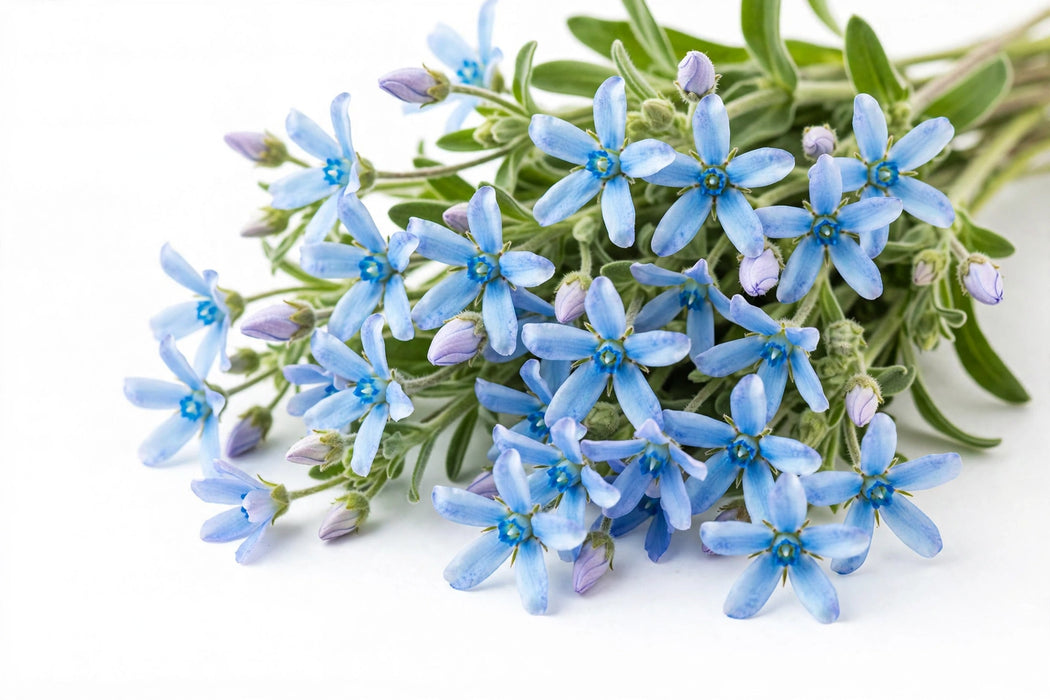 Next Day Delivery - OXYPETALUM (TWEEDIA) PURE BLUE 45cm 10st x100 - Blue - 100 Stems [LIMITED]