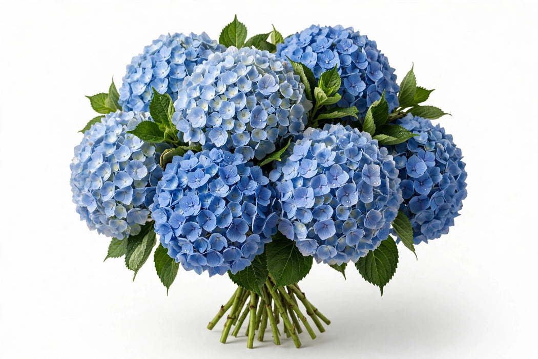 Next Day Delivery - HYDRANGEA BLUE PREMIUM 60cm 20cm - Blue - 30 Stems [LIMITED]