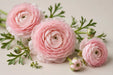 Ranunculus Flower Collection - Ranunculus Blush 40-50CM (120 STEMS / BX)