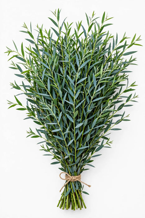Eucalyptus Willow 10 bu./bx