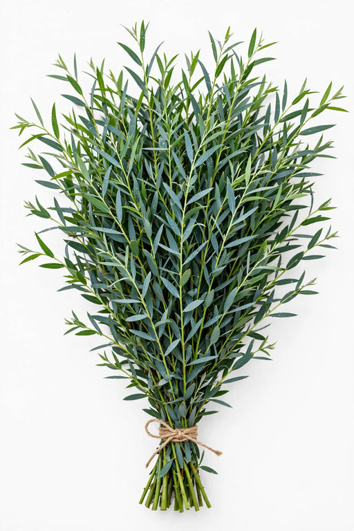 Eucalyptus Willow 10 bu./bx
