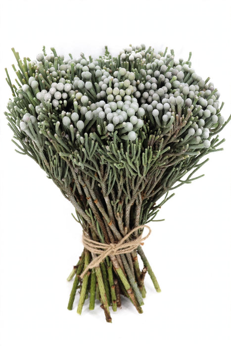 Silver Brunia 40CM 130ST/BX