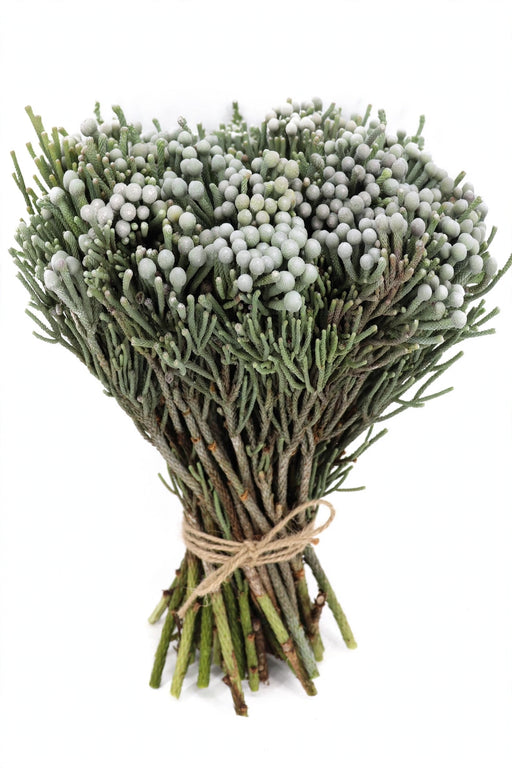 Silver Brunia 40CM 130ST/BX
