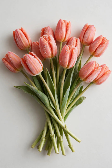 Tulip Collective - Dyed Frost Salmon 37cm 35gr (50 STEMS / BX)