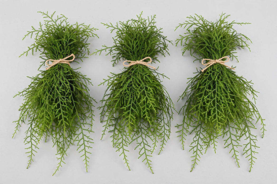 Lycopodium - 12 Bunches/Box