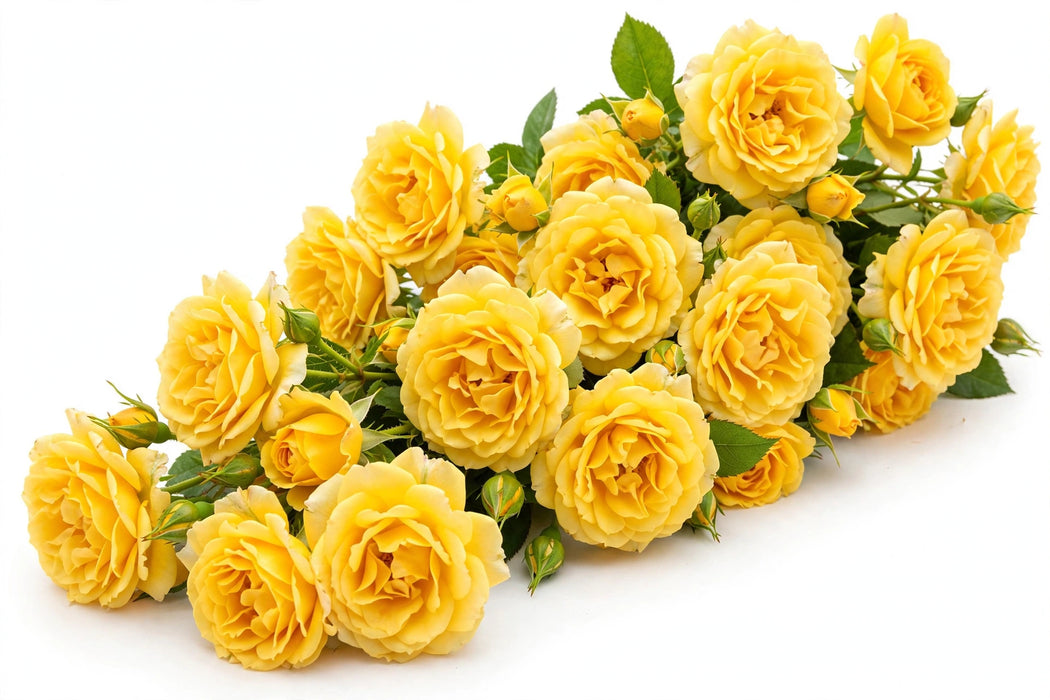 Next Day Delivery - ROSE CUBANA 60cm 6,5cm 25st - Yellow - 100 Stems [LIMITED]