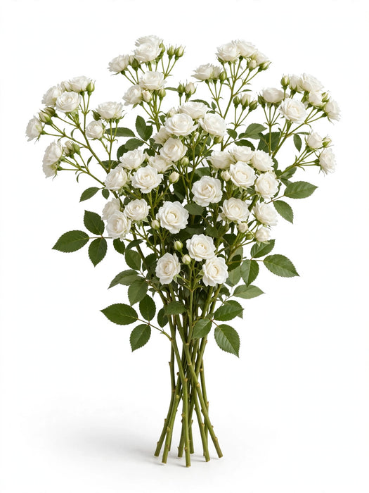 Next Day Delivery - Spray Roses Snow Flake 45CM 120ST/BX