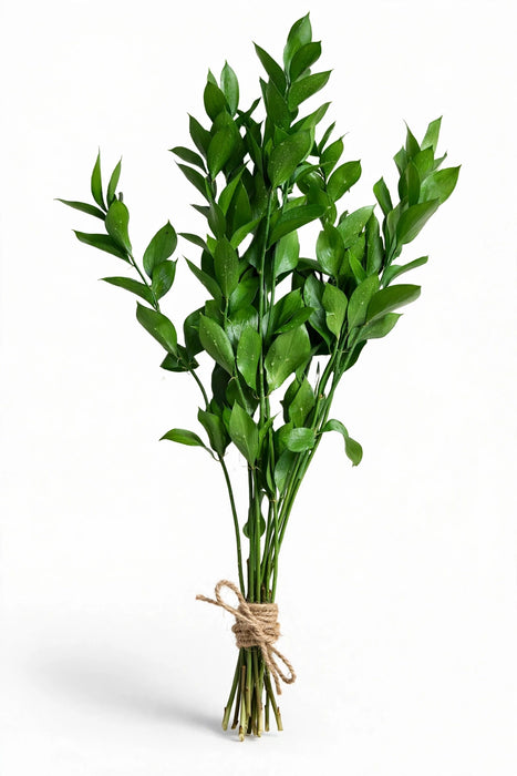 Ruscus Fl. Style 80cm - 30 Bunches/Box