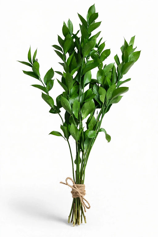 Ruscus Fl. Style 80cm - 30 Bunches/Box