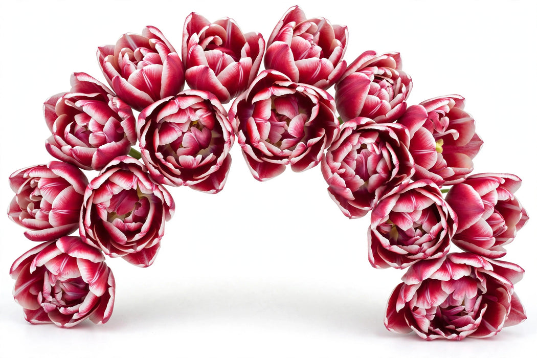Tulip Collective - Double Valeska 35Cm 35Gr - Bicolor Cerise-White - 150 Stems
