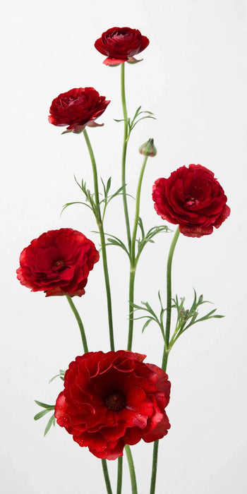 Ranunculus Flower Collection - Butterfly Ranunculus Hades Red 60-70CM (120 STEMS / BX)