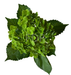 Hydrangea Emerald Classic Drk Green 80CM 22CM - Dark Green - 40 Stems