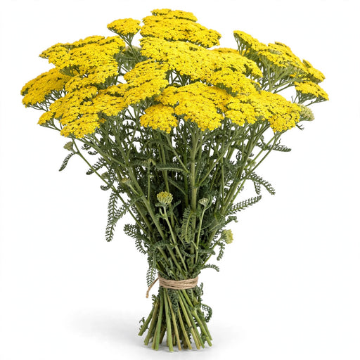 Yellow Yarrow 8BU/BX