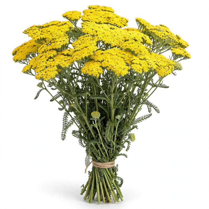 Yellow Yarrow 8BU/BX