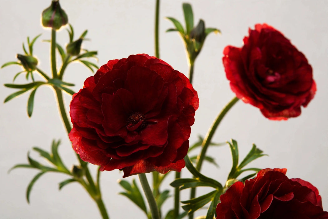 Ranunculus Flower Collection - Butterfly Ranunculus Hades Red 50-60CM (120 STEMS / BX)