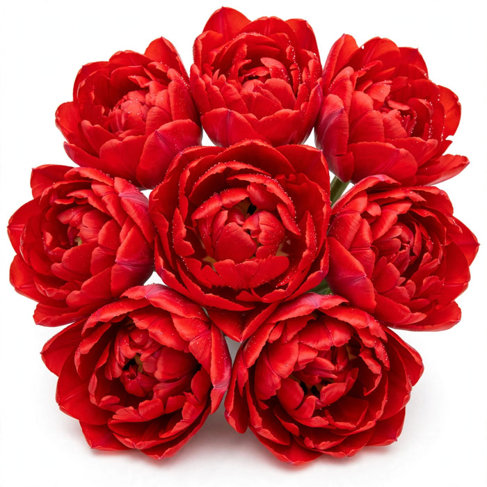 Tulip Collective - Dyed Double Columbus Red 37Cm 35Gr - Red - 150 Stems