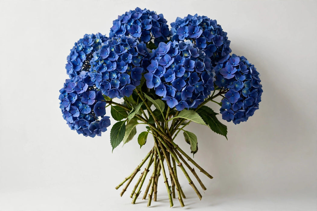 Premier Hydrangea Collection - Hydrangea Blue Select 40STM/BX