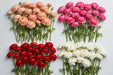The Ranunculus Collection - Ranunculus Assorted 40 Peach + 20 Hot Pink + 20 Red + 20 White 30-40CM (100 STEMS / BX)