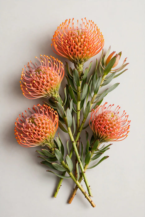 Next Day Delivery - Pincushions Succession 50CM 50ST/BX