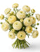 Next Day Delivery - Butterfly Ranunculus Yellow Cream Litai 60-70 cm - 120 Stems [LIMITED]