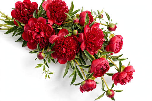 Next Day Delivery - Peonies Red watermelon Belgravia 50-60 cm / Head size >3-4.4 cm - 50 Stems [LIMITED]