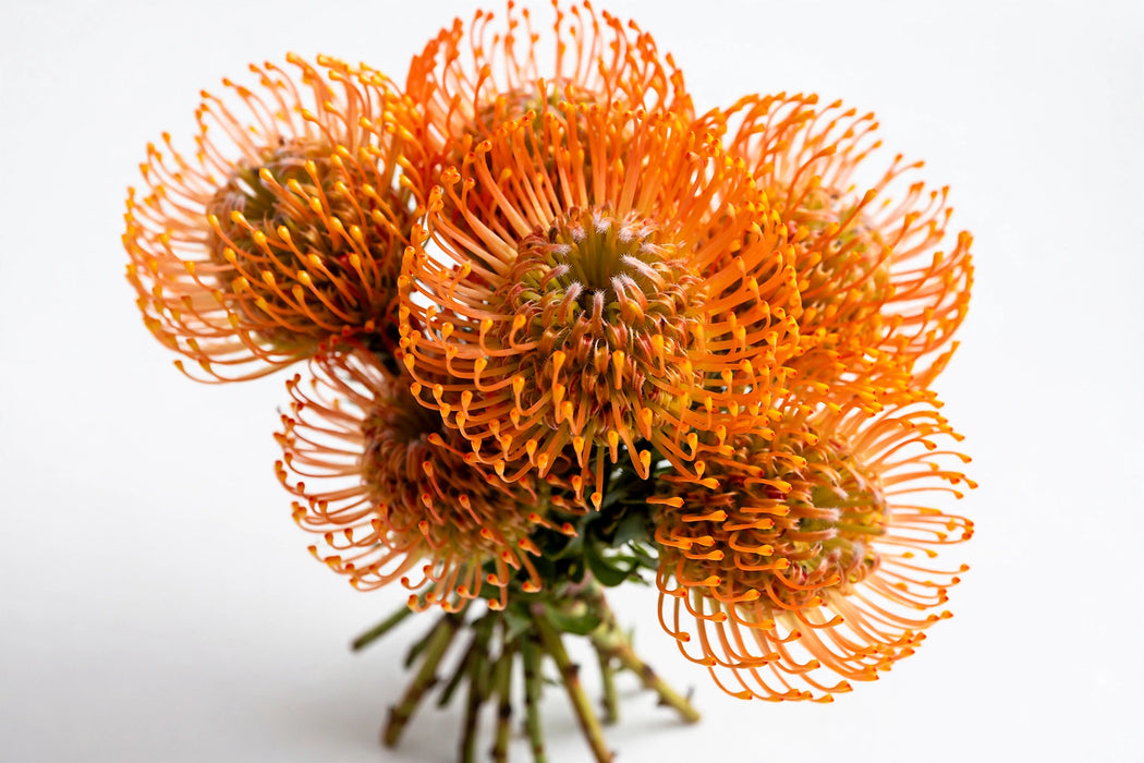 Next Day Delivery - PINCUSHION SUCCESSION 50cm - Orange - 50 Stems [LIMITED]
