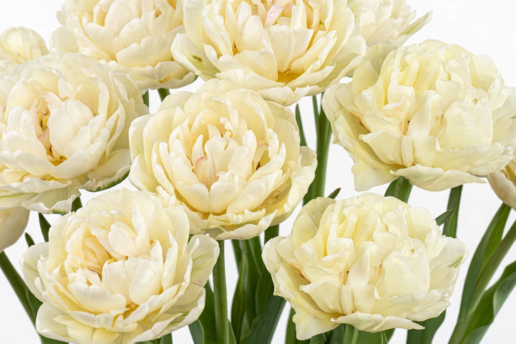 Tulip Collective - Double Avant Garde Ex - Cream - 150 Stems