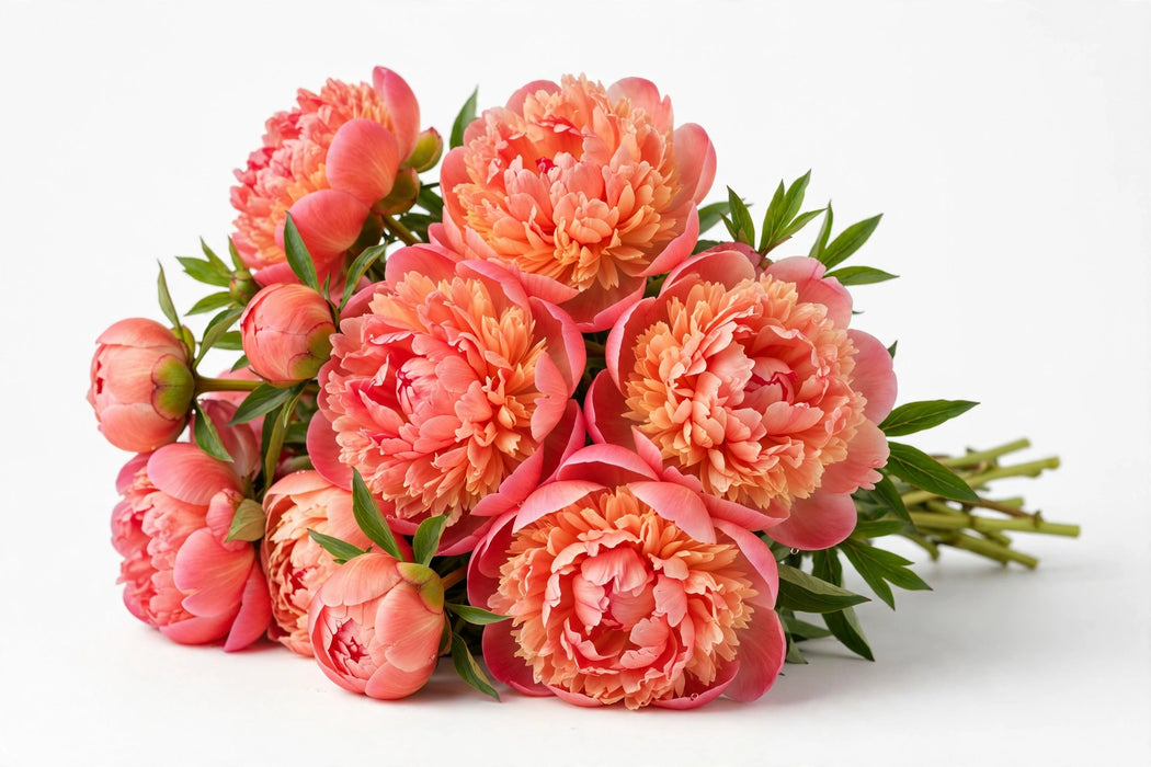 Next Day Delivery - Peonies AAA Coral Coral Sunset 50-60 cm - 50 Stems [LIMITED]