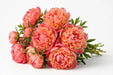 Next Day Delivery - Peonies AAA Coral Coral Sunset 50-60 cm - 50 Stems [LIMITED]