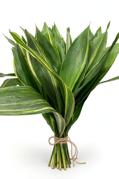 Aspidistra Mix - 20 Bunches/Box