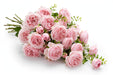 Next Day Delivery - ROSE PRINCESS HITOMI 45cm 5cm 12st - Light Pink - 48 Stems [LIMITED]