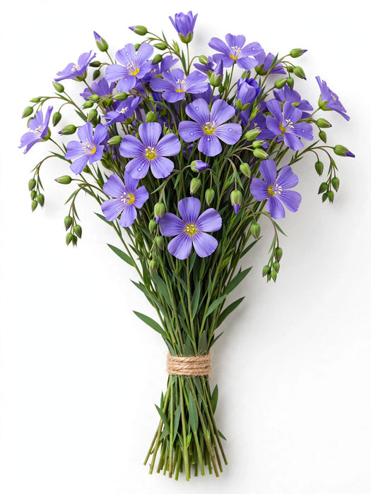 Flax Purple - 20 Bunches/Box
