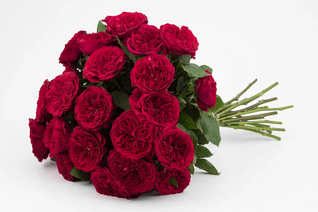 Next Day Delivery - ROSE TESS 45cm 4,5cm 12st - Red - 48 Stems [LIMITED]