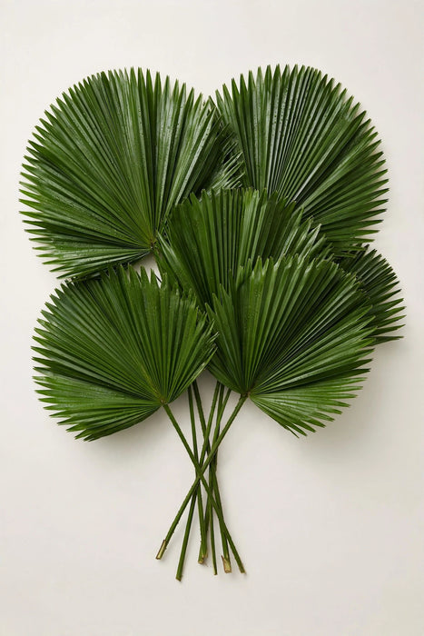 Next Day Delivery - Accordion Palm 100 STEMS 80-100CM