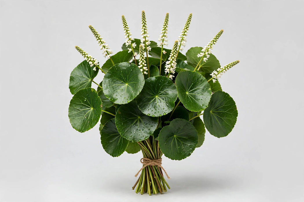 Galax - 50 Bunches/Box