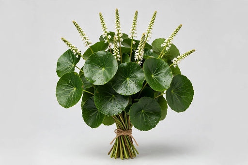 Galax - 50 Bunches/Box