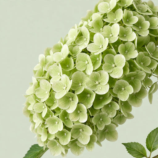 Hydrangea Classic My Matcha 60CM 18CM - Light Green - 10 Stems