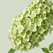 Hydrangea Classic My Matcha 60CM 18CM - Light Green - 10 Stems