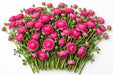 The Ranunculus Collection - Ranunculus Hot Pink 50-60CM (100 STEMS / BX)