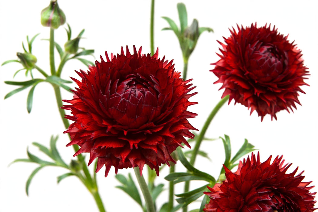 Ranunculus Flower Collection - Butterfly Ranunculus Hades Red 50-60CM (120 STEMS / BX)