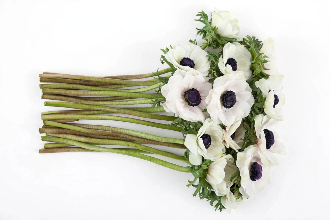 Next Day Delivery - Anemones White-panda Carmel 30-40 cm - 140 Stems [LIMITED]