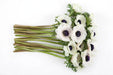 Next Day Delivery - Anemones White-panda Carmel 30-40 cm - 140 Stems [LIMITED]