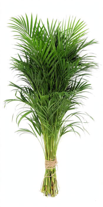 Areca Palm 90CM 50STM/BX