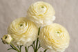 Ranunculus Flower Collection - Butterfly Ranunculus Litai Yellow Cream 50-60CM (120 STEMS / BX)