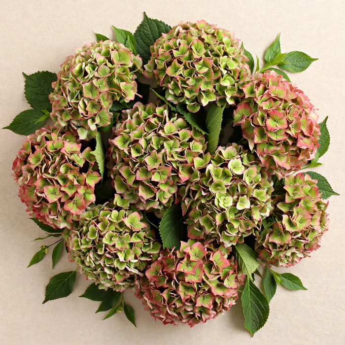 Hydrangea Classic Rodeo Green/pink 60CM 18CM - Bicolor Green-Pink - 20 Stems