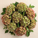 Hydrangea Classic Rodeo Green/pink 80CM 20CM - Bicolor Green-Pink - 30 Stems